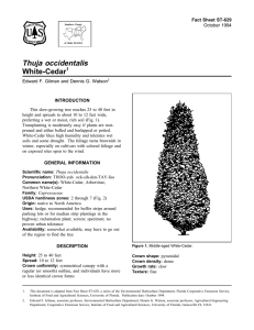 Thuja occidentalis White-Cedar Fact Sheet ST-629 1