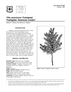 Tilia americana ‘Fastigiata’ ‘Fastigiata’ American Linden Fact Sheet ST-635 1