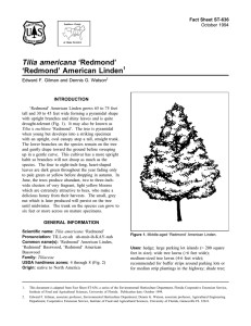 Tilia americana ‘Redmond’ ‘Redmond’ American Linden Fact Sheet ST-636 1