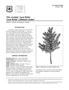 Tilia cordata ‘June Bride’ ‘June Bride’ Littleleaf Linden Fact Sheet ST-640 1