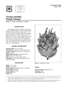Torreya taxifolia Florida Torreya Fact Sheet ST-644 1