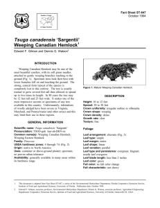 Tsuga canadensis ‘Sargentii’ Weeping Canadian Hemlock Fact Sheet ST-647 1