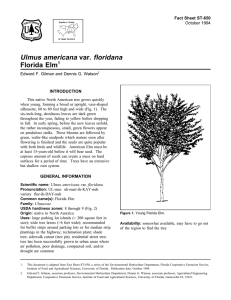 Ulmus americana var. floridana Florida Elm Fact Sheet ST-650 1