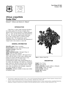 Ulmus crassifolia Cedar Elm Fact Sheet ST-651 1