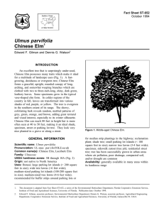 Ulmus parvifolia Chinese Elm Fact Sheet ST-652 1