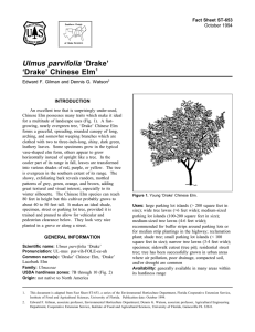 Ulmus parvifolia ‘Drake’ ‘Drake’ Chinese Elm Fact Sheet ST-653 1