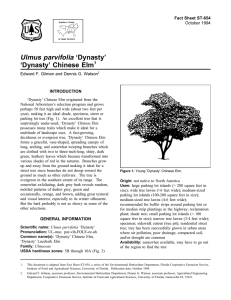 Ulmus parvifolia ‘Dynasty’ ‘Dynasty’ Chinese Elm Fact Sheet ST-654 1