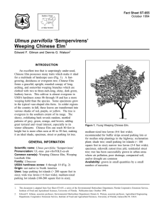 Ulmus parvifolia ‘Sempervirens’ Weeping Chinese Elm Fact Sheet ST-655 1