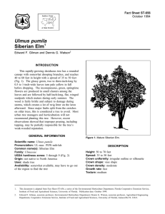 Ulmus pumila Siberian Elm Fact Sheet ST-656 1