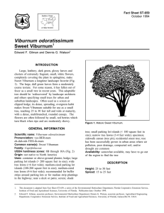 Viburnum odoratissimum Sweet Viburnum Fact Sheet ST-659 1