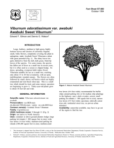 Viburnum odoratissimum var. awabuki Awabuki Sweet Viburnum Fact Sheet ST-660 1