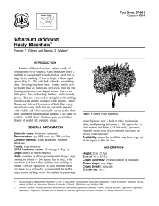 Viburnum rufidulum Rusty Blackhaw Fact Sheet ST-661 1