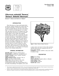 Viburnum sieboldii ‘Seneca’ ‘Seneca’ Siebold Viburnum Fact Sheet ST-663 1