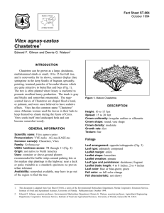 Vitex agnus-castus Chastetree Fact Sheet ST-664 1