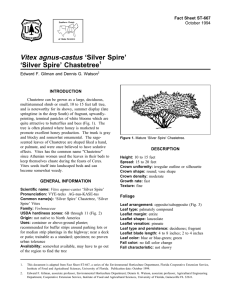 Vitex agnus-castus ‘Silver Spire’ ‘Silver Spire’ Chastetree Fact Sheet ST-667 1