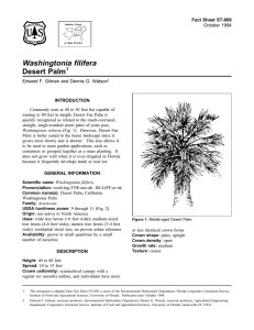 Washingtonia filifera Desert Palm Fact Sheet ST-669 1