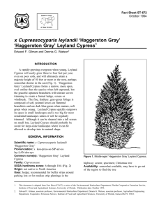 x Cupressocyparis leylandii ‘Haggerston Gray’ ‘Haggerston Gray’ Leyland Cypress Fact Sheet ST-672 1