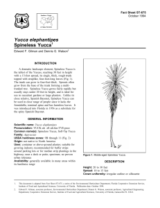 Yucca elephantipes Spineless Yucca Fact Sheet ST-675 1