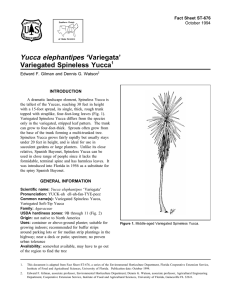 Yucca elephantipes ‘Variegata’ Variegated Spineless Yucca Fact Sheet ST-676 1