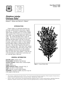 Ziziphus jujuba Chinese Date Fact Sheet ST-680 1