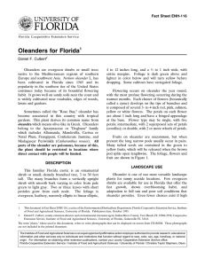 Oleanders for Florida Fact Sheet ENH-116 1 Daniel F. Culbert