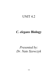 UNIT 4.2 C. elegans Presented by: