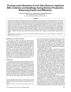 Quercus virginiana Mill.) Cultivars and Seedlings during Nursery Production: