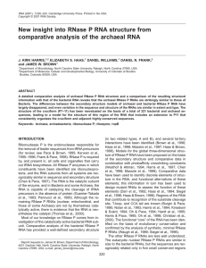 New insight into RNase P RNA structure from J. KIRK HARRIS,