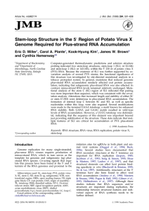 Stem-loop Structure in the 5 Region of Potato Virus X Miller