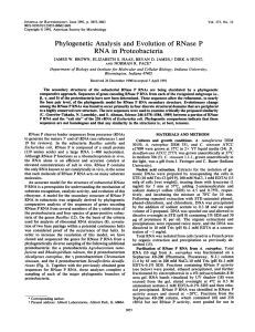 Analysis and Evolution of RNase P in Proteobacteria Phylogenetic RNA