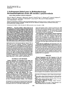 hydrogenase-linked Methanobacterium gene in thermoautotrophicum strain AH encodes a polyferredoxin