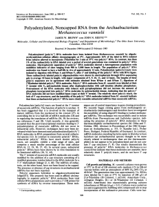 Polyadenylated, Noncapped Methanococcus vannielii RNA from the Archaebacterium