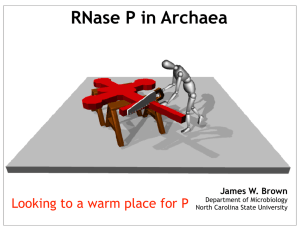 RNase P in Archaea Looking to a warm place for P
