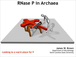 RNase P in Archaea Looking to a warm place for P