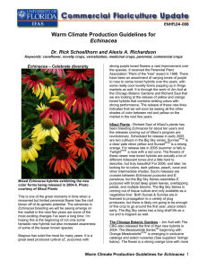 Warm Climate Production Guidelines for Echinacea