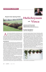 A Helichrysum vegetative matters By Rick Schoellhorn
