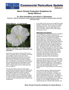 Warm Climate Production Guidelines for Hardy Hibiscus