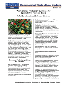 Warm Climate Production Guidelines for Specialty Cut Flowers:  Zinnia  ENHFL05-017