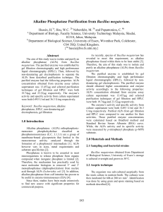 Bacillus megaterium