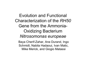 Evolution and Functional RH50 Gene from the Ammonia- Oxidizing Bacterium