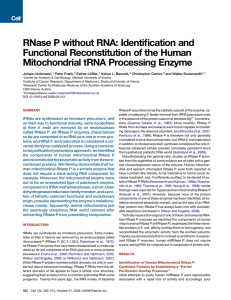 RNase P without RNA: Identification and Functional Reconstitution of the Human