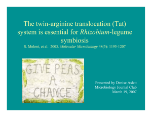 The twin-arginine translocation (Tat) Rhizobium symbiosis Molecular Microbiology