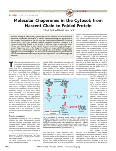 Molecular Chaperones in the Cytosol: from Nascent Chain to Folded Protein