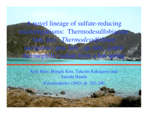 A novel lineage of sulfate-reducing microorganisms:  Thermodesulfobiaceae Thermodesulfobium