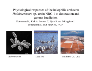 Physiological responses of the halophilic archaeon gamma irradiation. Halobacterium