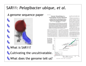 Pelagibacter ubique, et al. A genome sequence paper Genome Streamlining in a