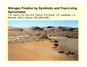 Nitrogen Fixation by Symbiotic and Free-Living Spirochetes
