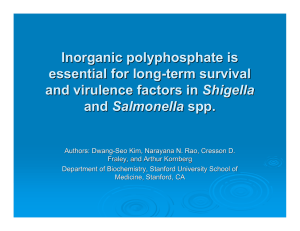 Inorganic polyphosphate is essential for long-term survival and virulence factors in and