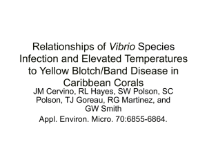 Vibrio  Infection and Elevated Temperatures to Yellow Blotch/Band Disease in