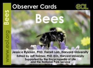Bees Observer Cards www.eol.org
